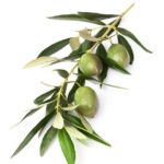 olivovy